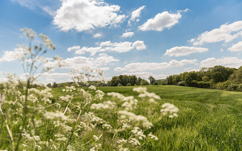 fühling in den Baumbergen