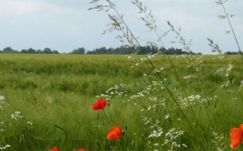 BBV-baumberge-verein-An-der-Werse_12.06.2021