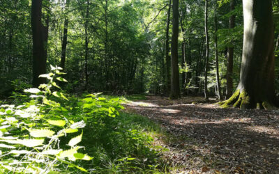 Wanderung am 2. Mai fällt wegen Corona aus